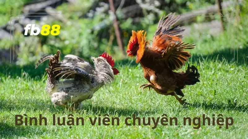 Bình luận viên trong mỗi trận đấu sẽ cung cấp cho kê thủ nhiều thông tin thú vị