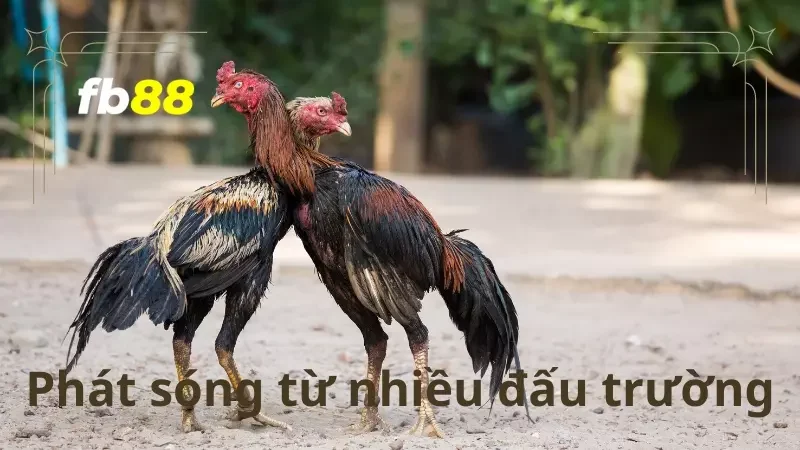 Đá gà 88 là nơi mà bạn sẽ được tận mắt chứng kiến hai pha đối đầu