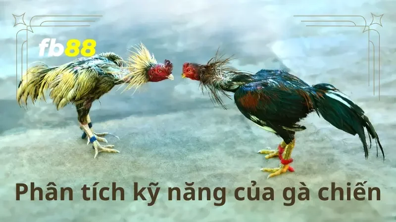 Phân tích kỹ năng của gà chiến sẽ giúp bạn có thêm được cái nhìn tổng quan